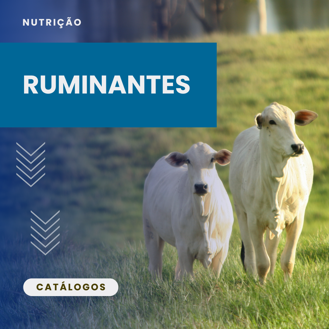 Ruminantes